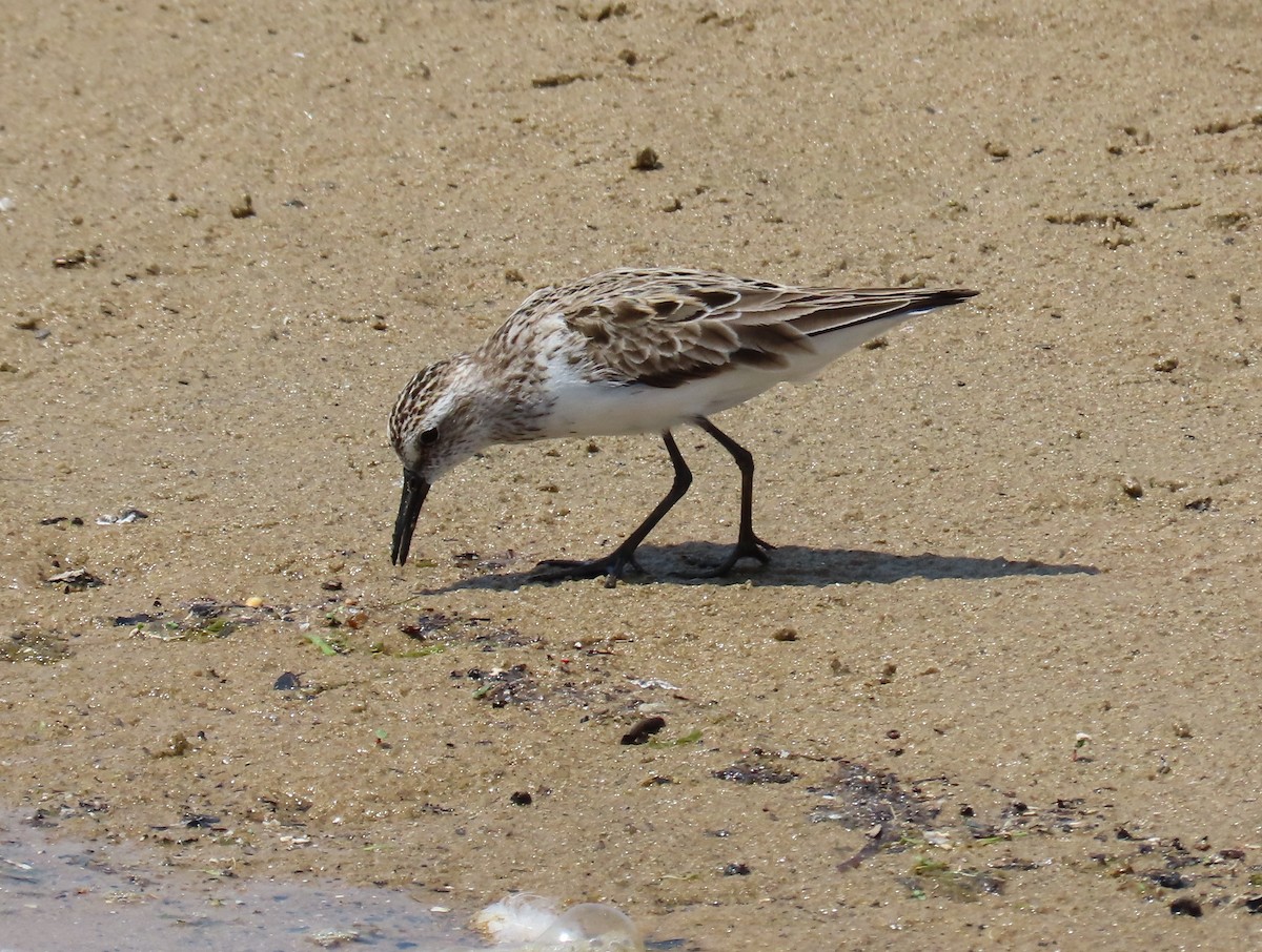 Semipalmated Sandpiper - ML620521504