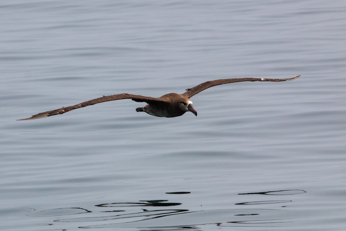 Albatros à pieds noirs - ML620521510