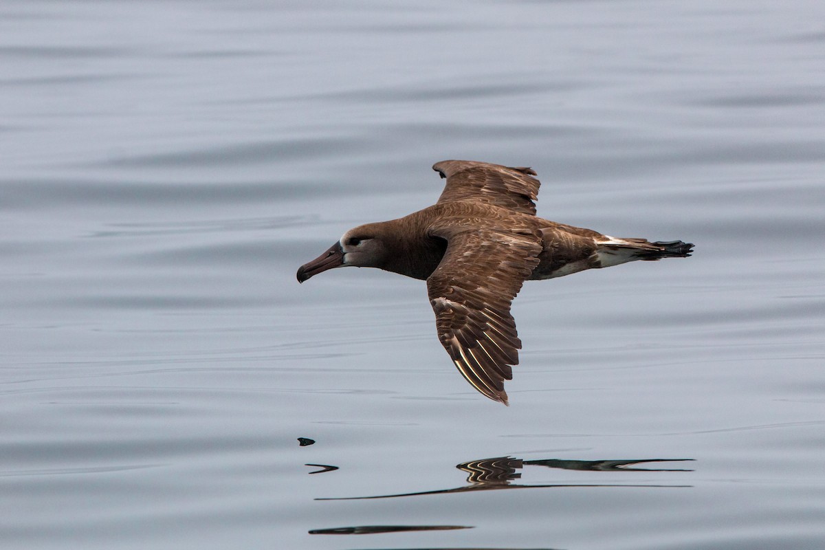 Albatros à pieds noirs - ML620521515