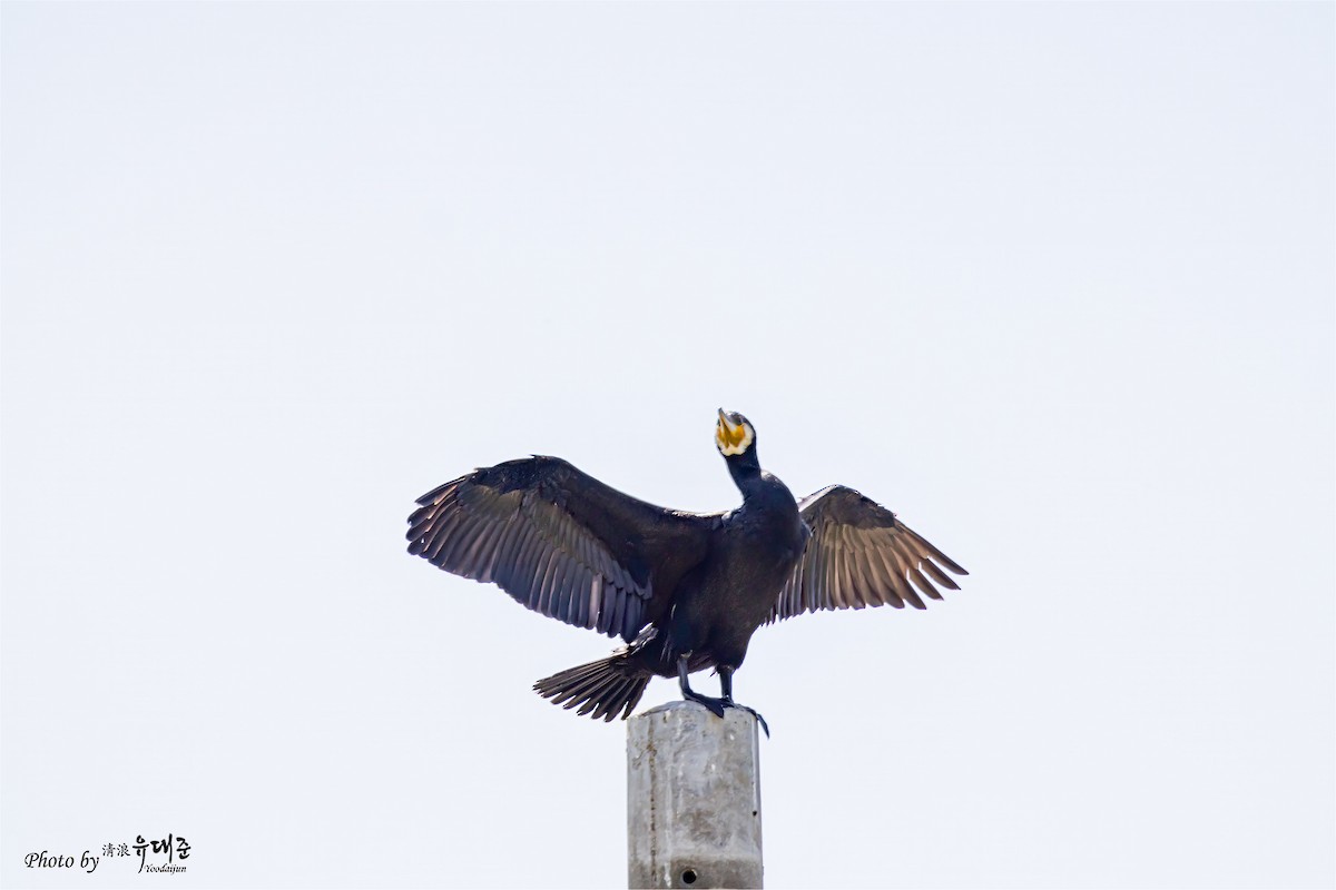 Great Cormorant - ML620521520