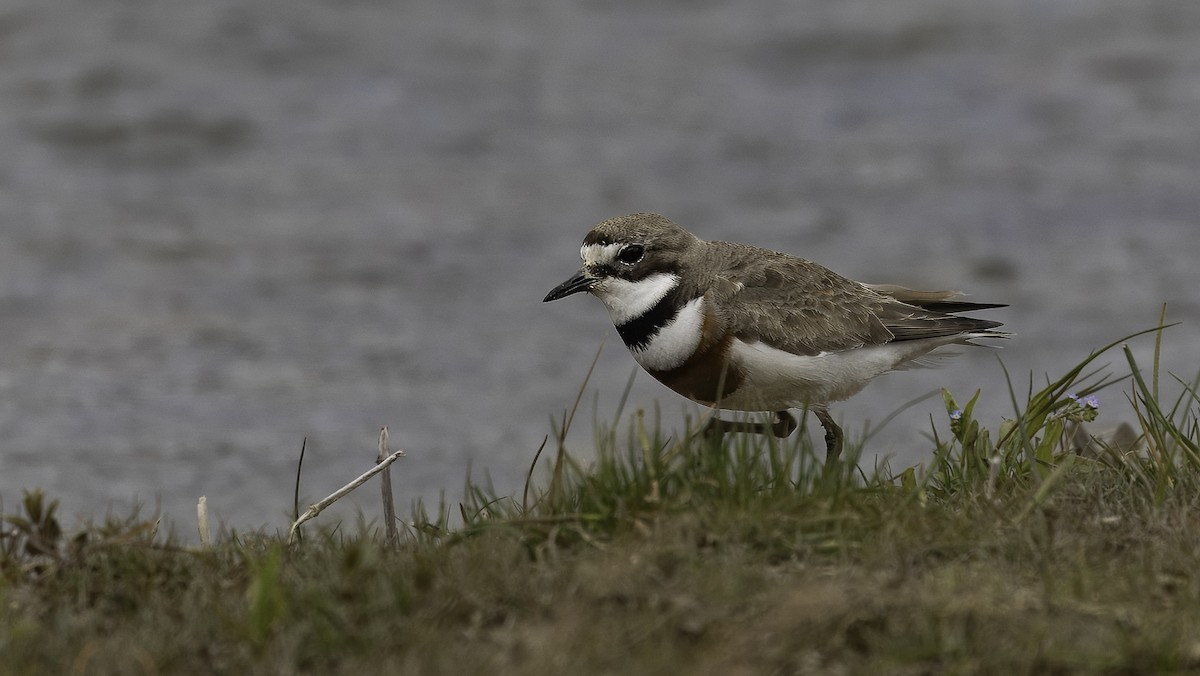 Double-banded Plover - ML620521525