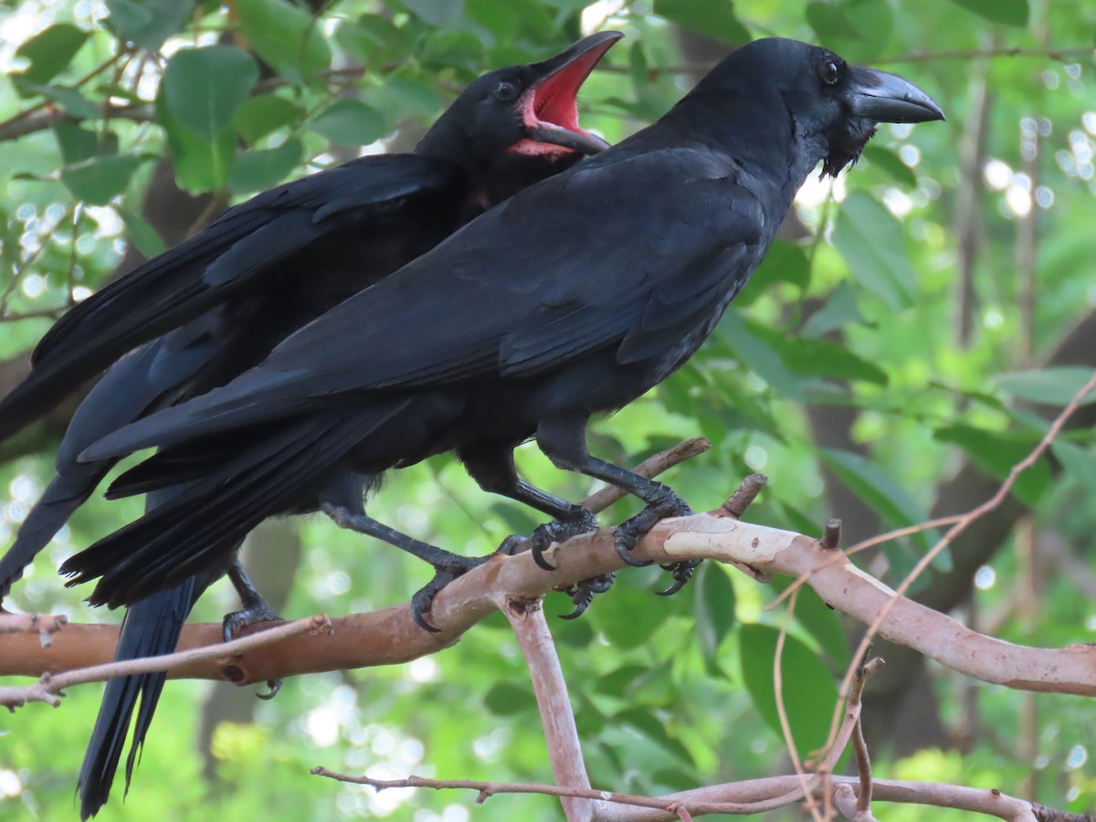 Corbeau à gros bec - ML620521532