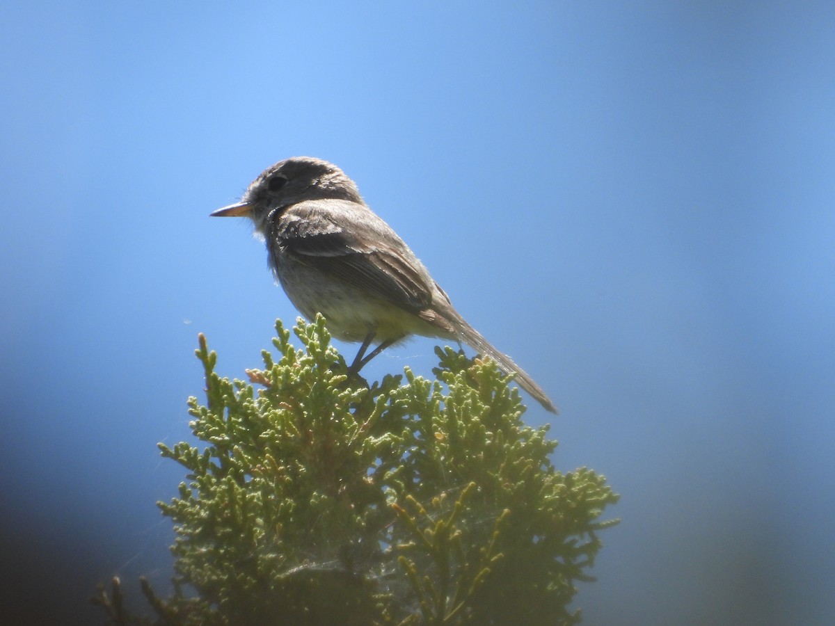 Gray Flycatcher - ML620521535