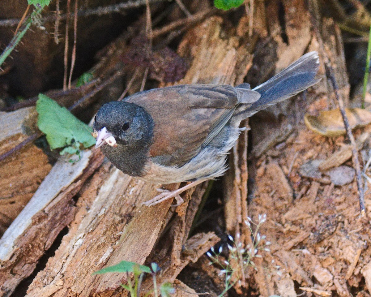 Dark-eyed Junco (Oregon) - ML620521536