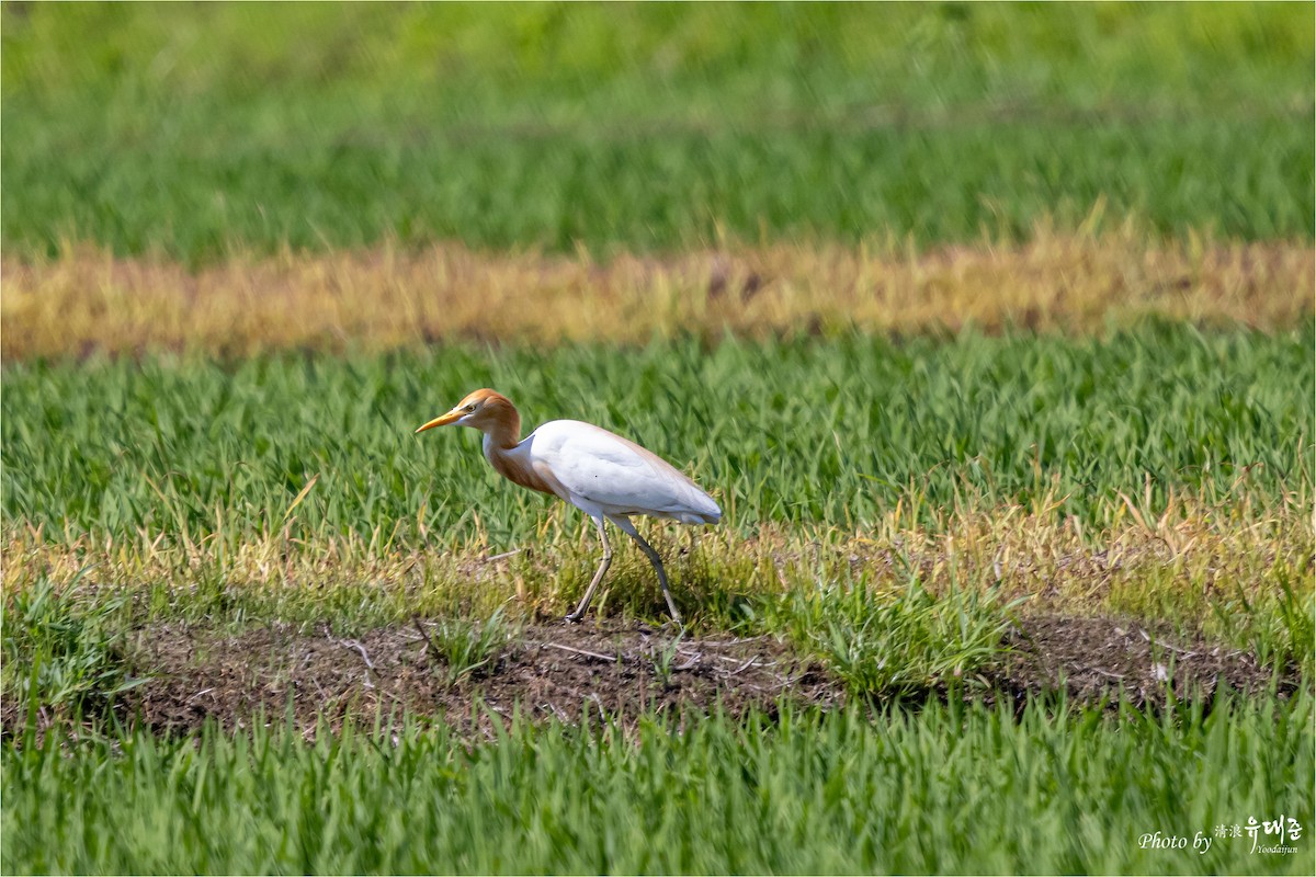 Eastern Cattle Egret - ML620521538