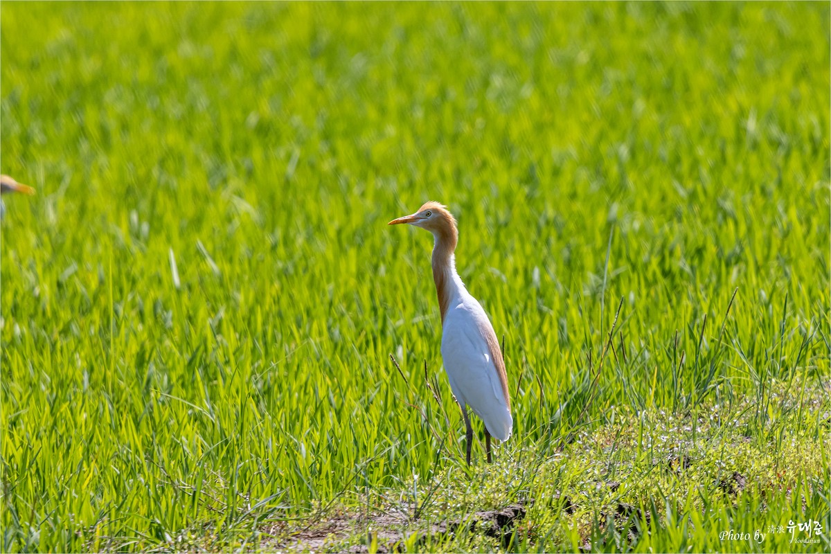 Eastern Cattle Egret - ML620521539