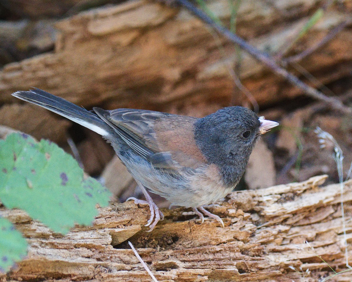 Junco ardoisé (groupe oreganus) - ML620521540