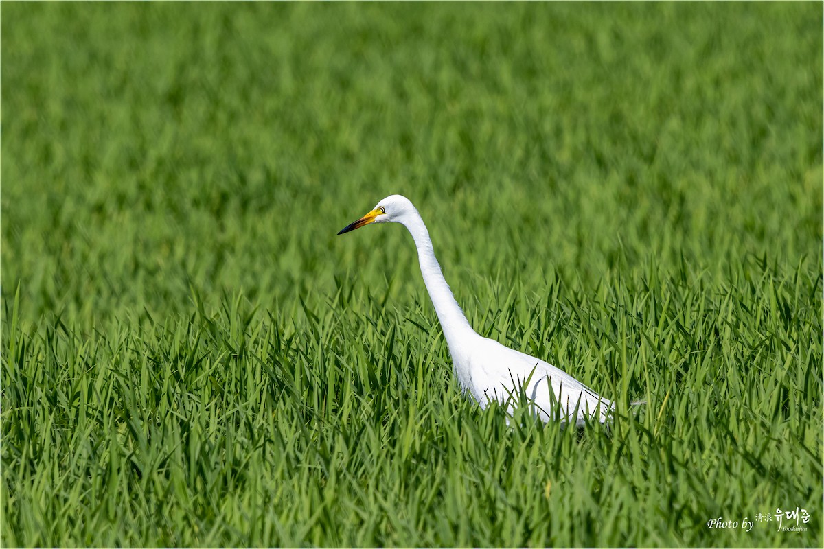 Medium Egret - ML620521545