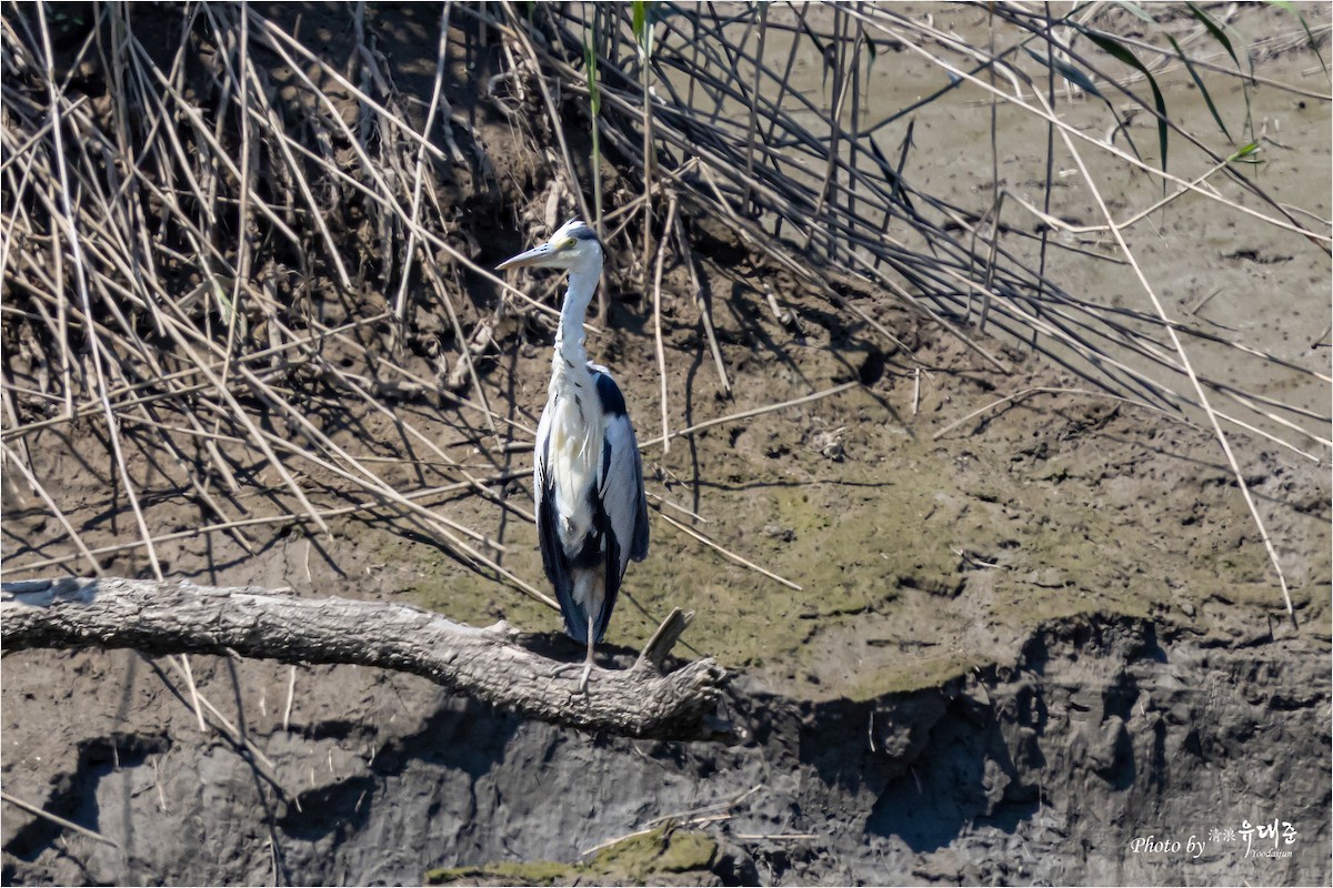 Gray Heron - ML620521550