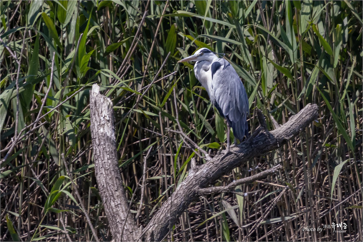 Gray Heron - ML620521551