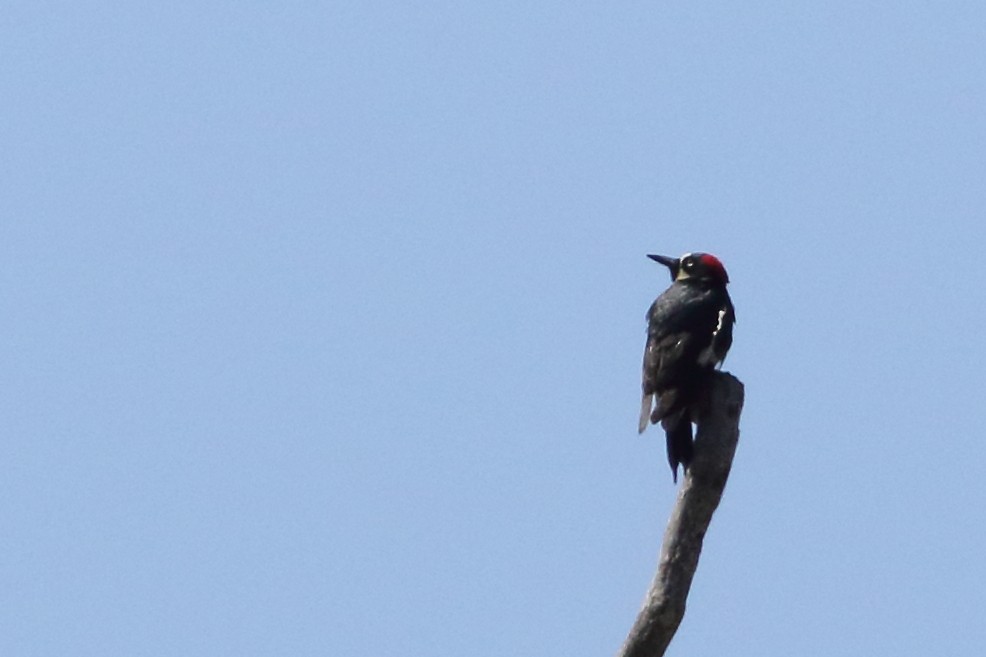 Acorn Woodpecker - ML620521553