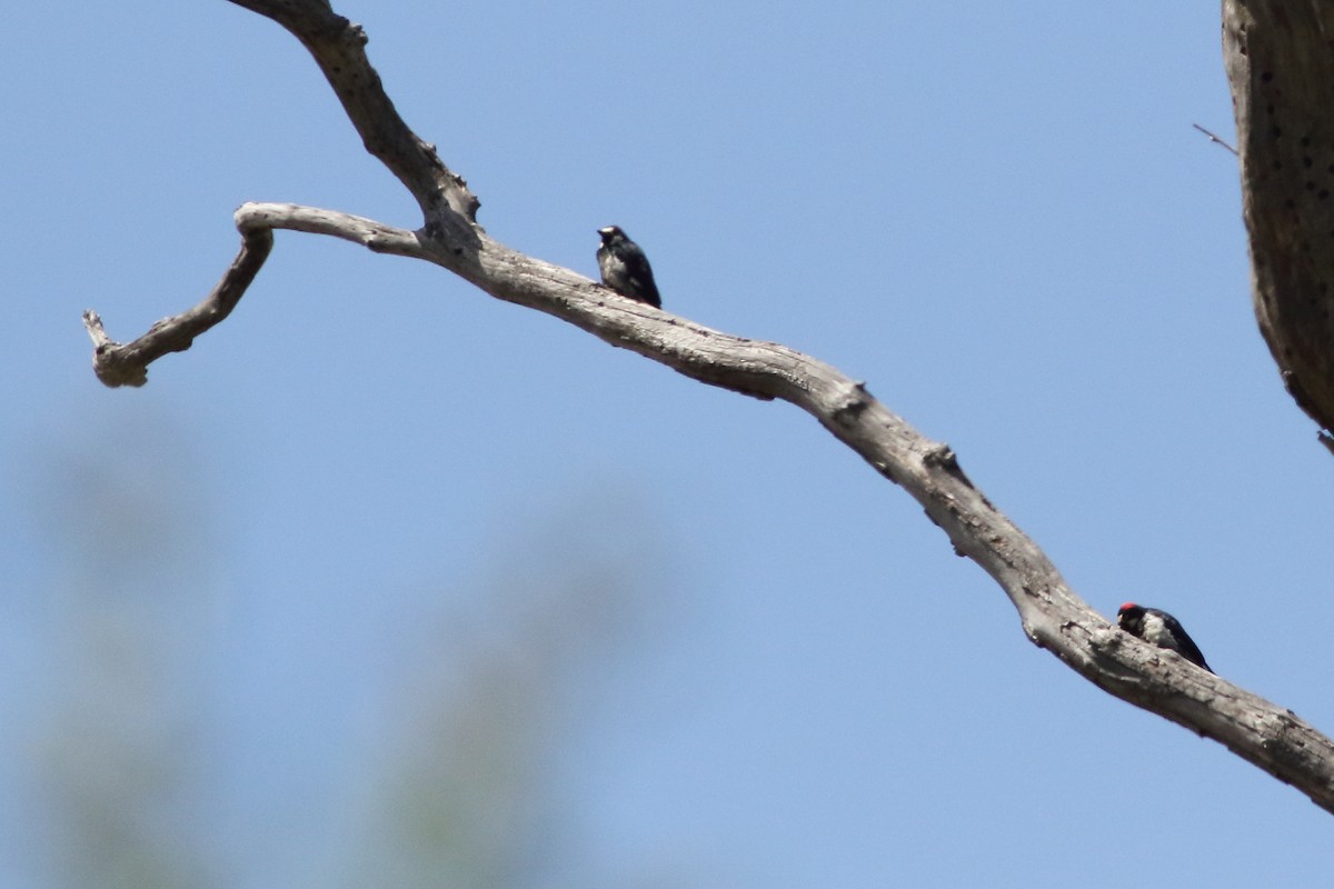 Acorn Woodpecker - ML620521554