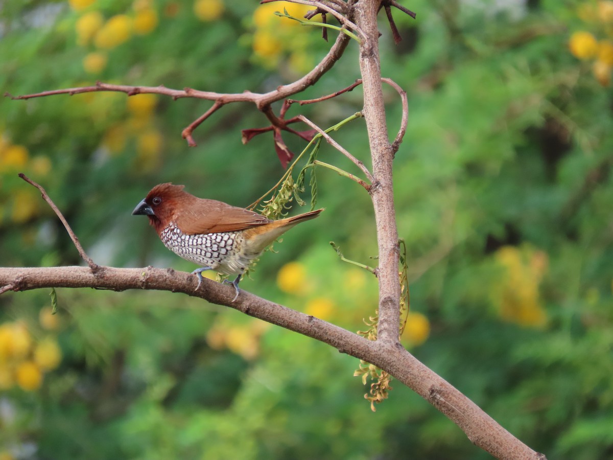 Scaly-breasted Munia - Narender cv