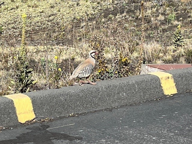 Chukar - ML620521565