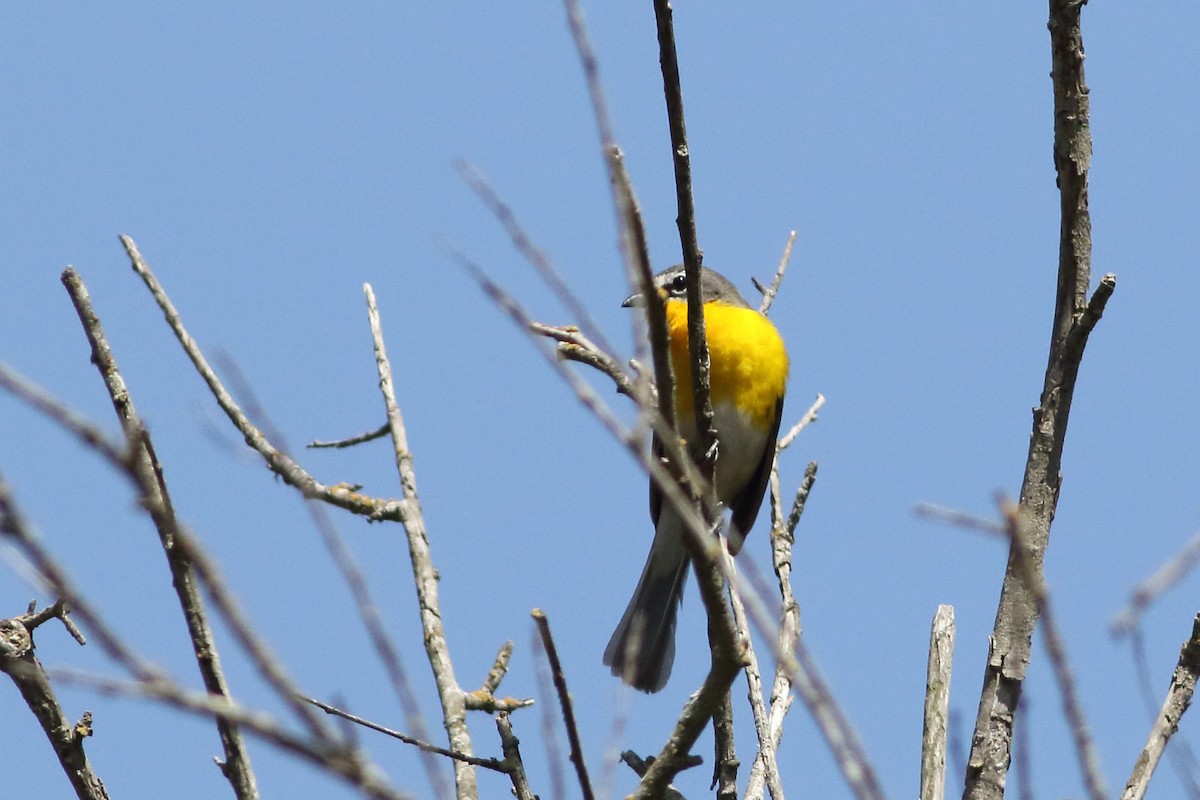 Yellow-breasted Chat - ML620521566