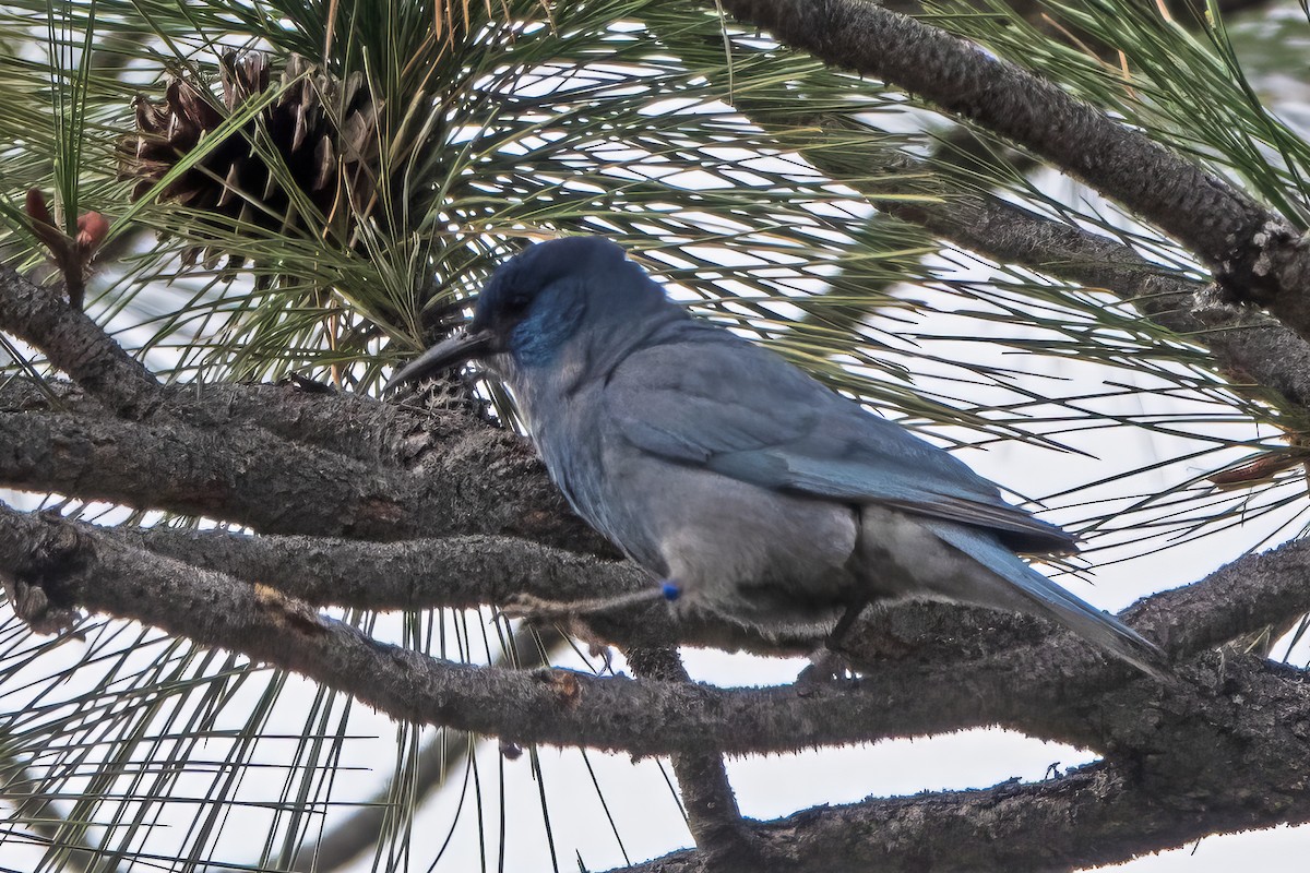 Pinyon Jay - ML620521574