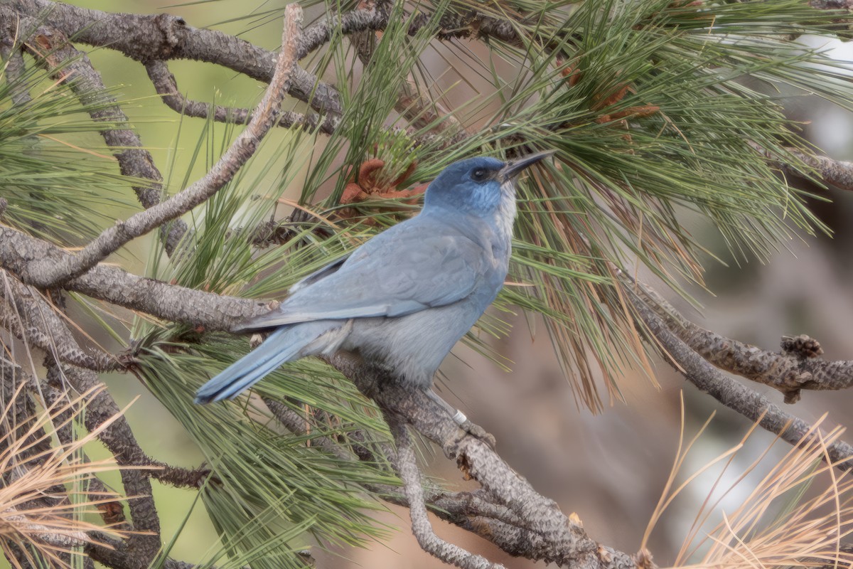 Pinyon Jay - Diana Byrne