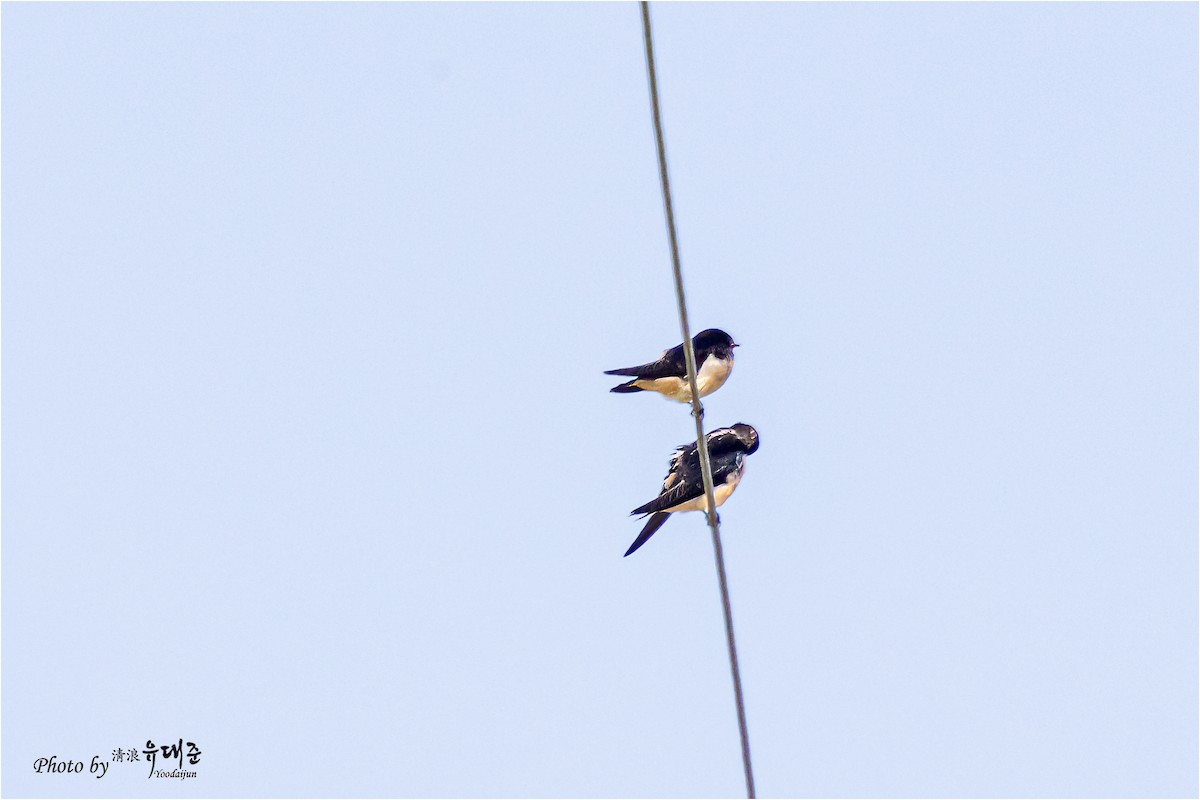 Barn Swallow - ML620521585