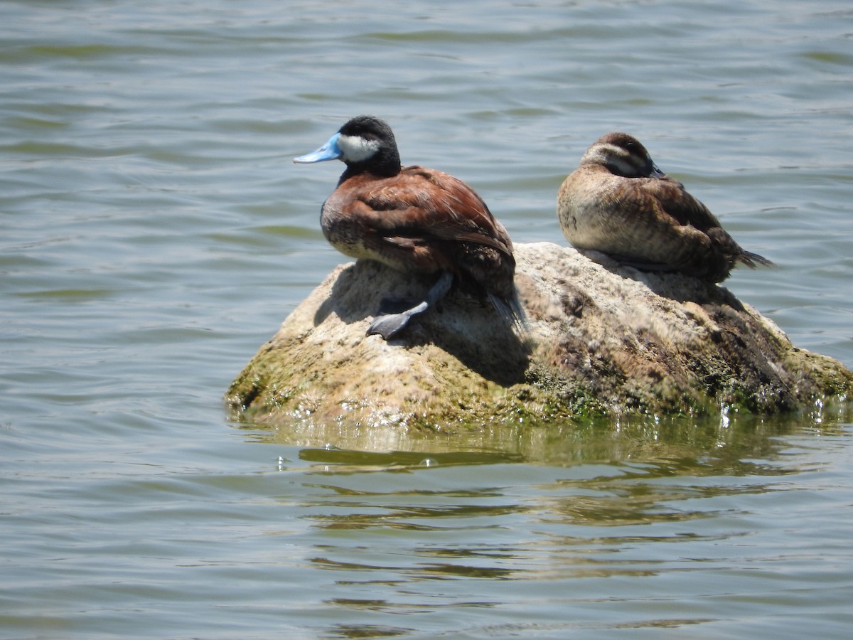 Ruddy Duck - ML620521587