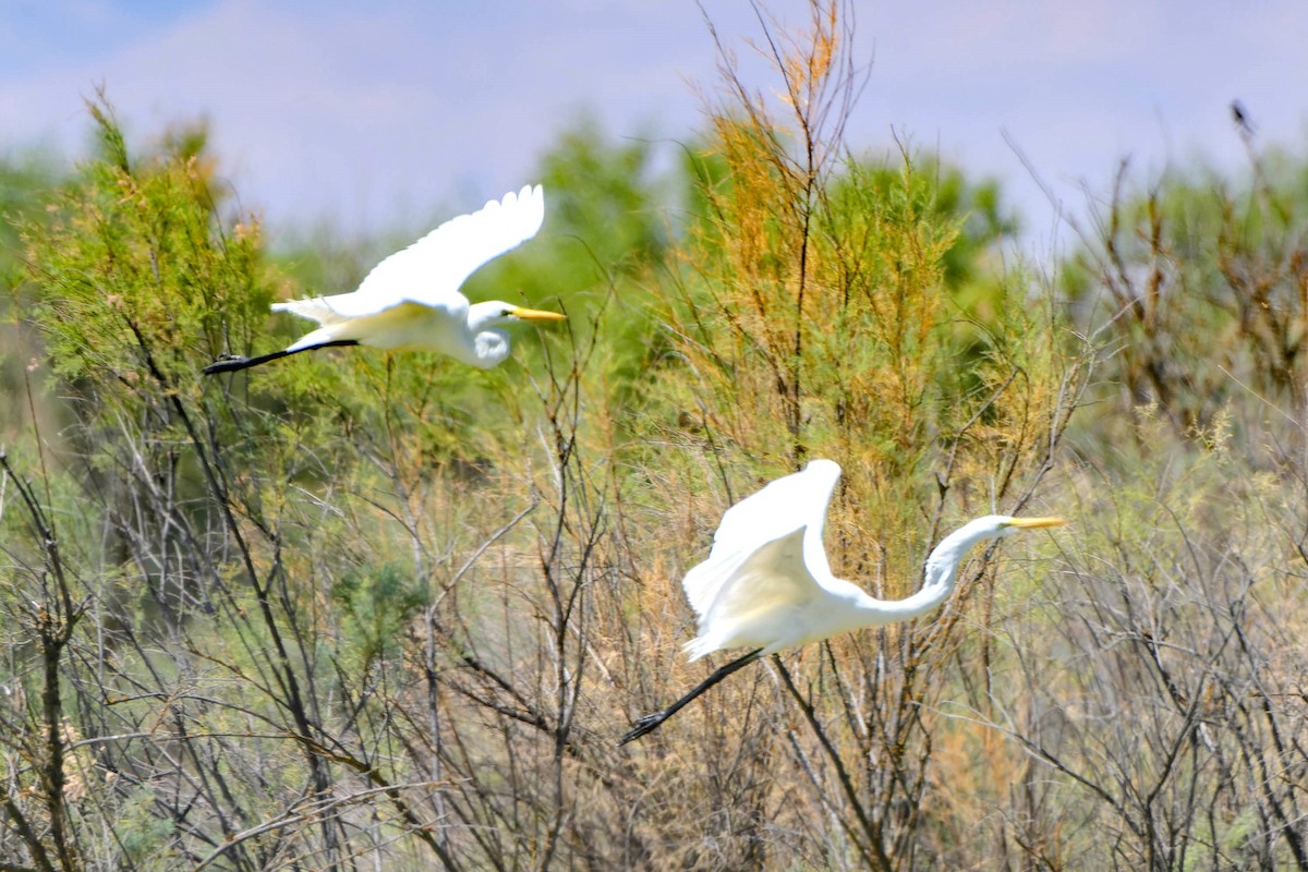 Great Egret - ML620521588