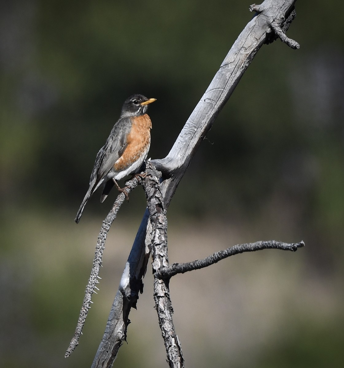 American Robin - ML620521593