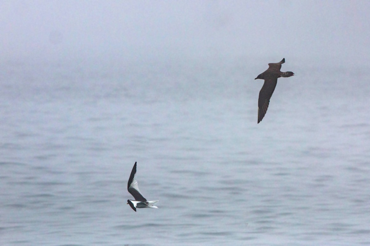 Long-tailed Jaeger - ML620521596