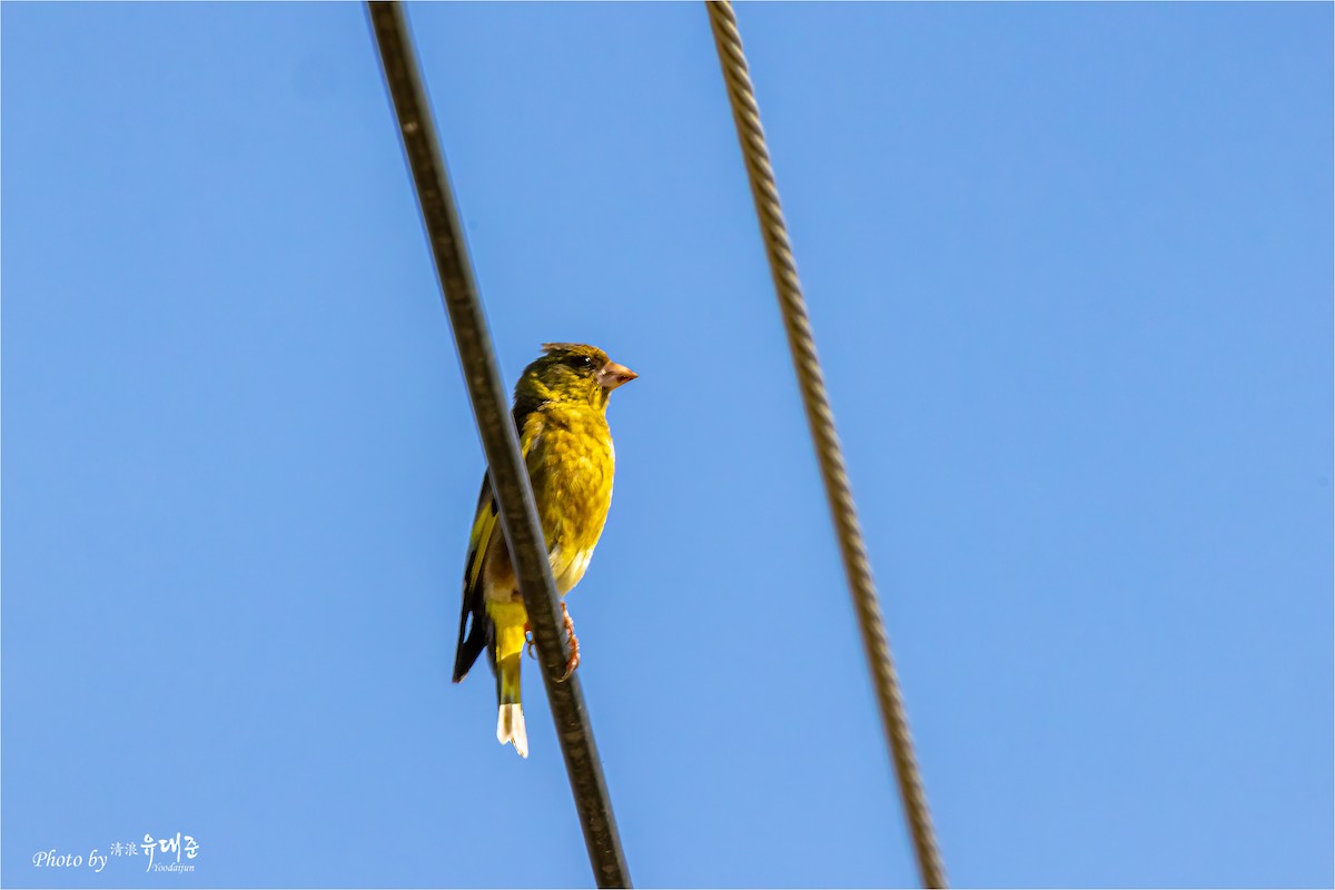 Oriental Greenfinch - ML620521603