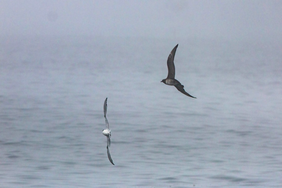 Sabine's Gull - ML620521604