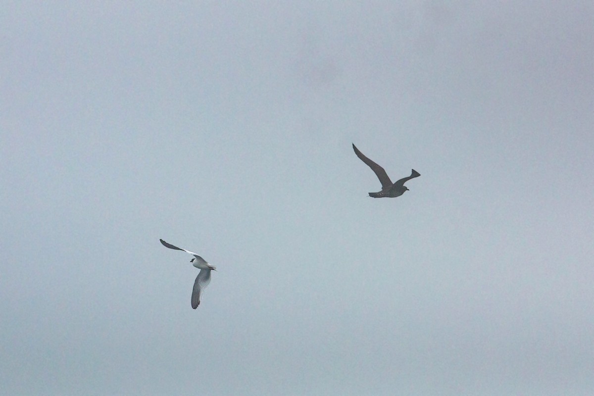 Sabine's Gull - ML620521606