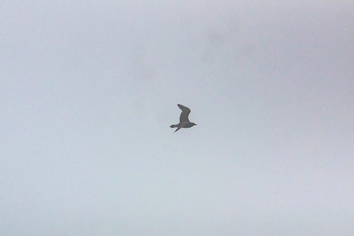 Long-tailed Jaeger - ML620521610