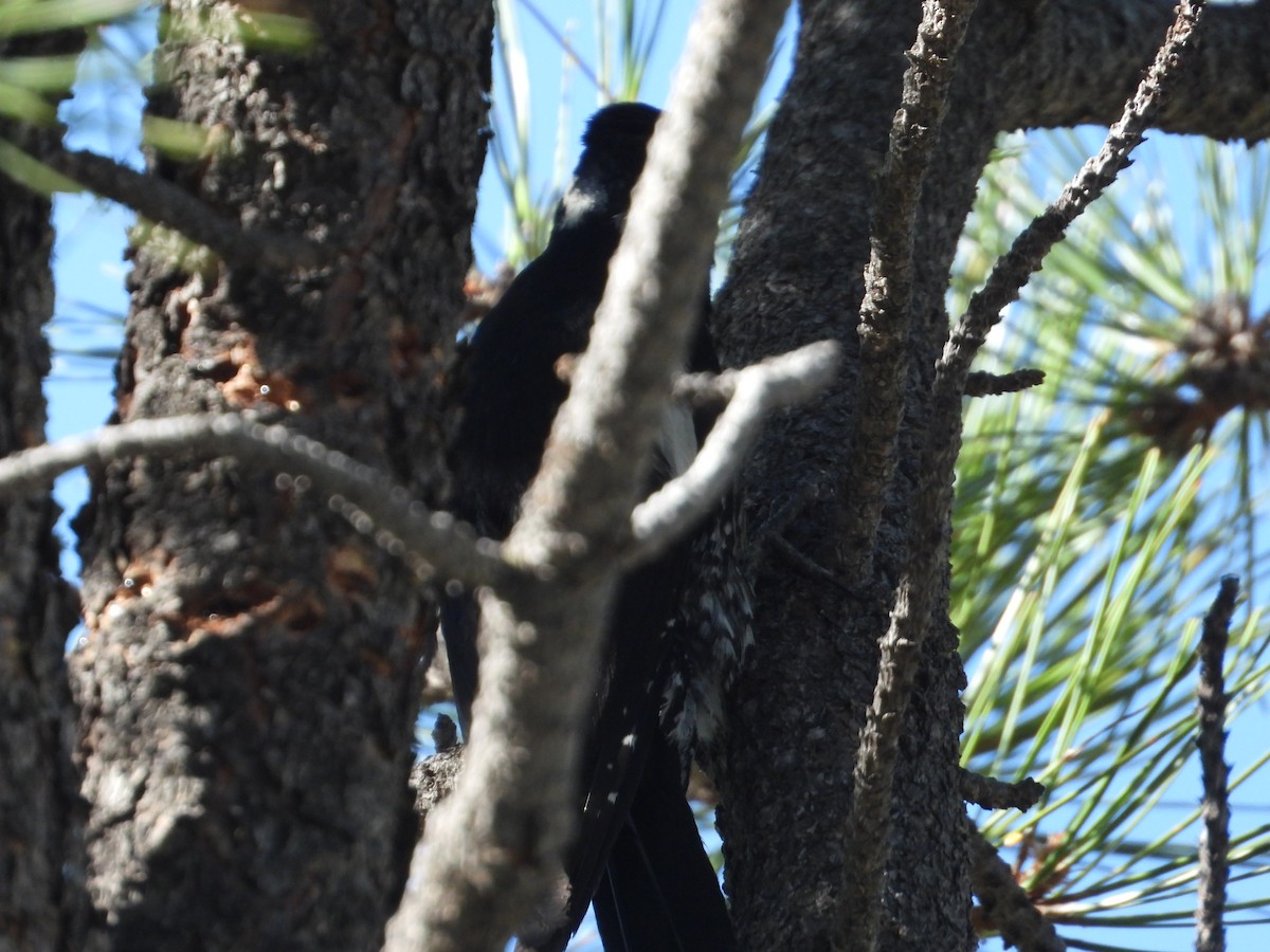 Williamson's Sapsucker - ML620521612