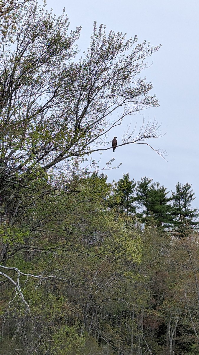 Bald Eagle - ML620521614