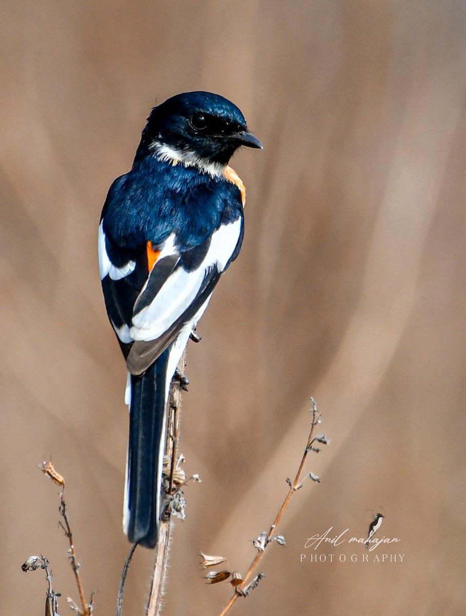 Minivet Ventriblanco - ML620521616