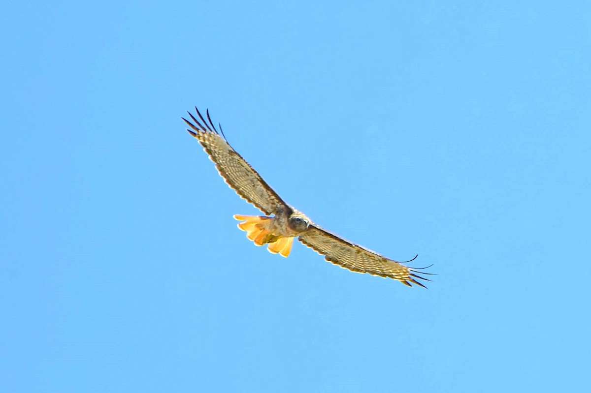 Red-tailed Hawk - ML620521617