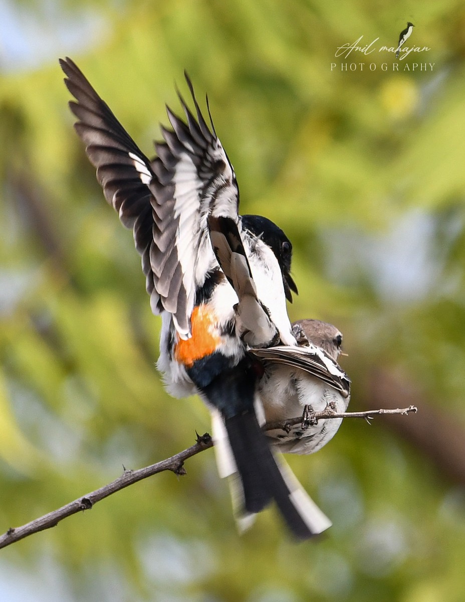 White-bellied Minivet - Anil Mahajan