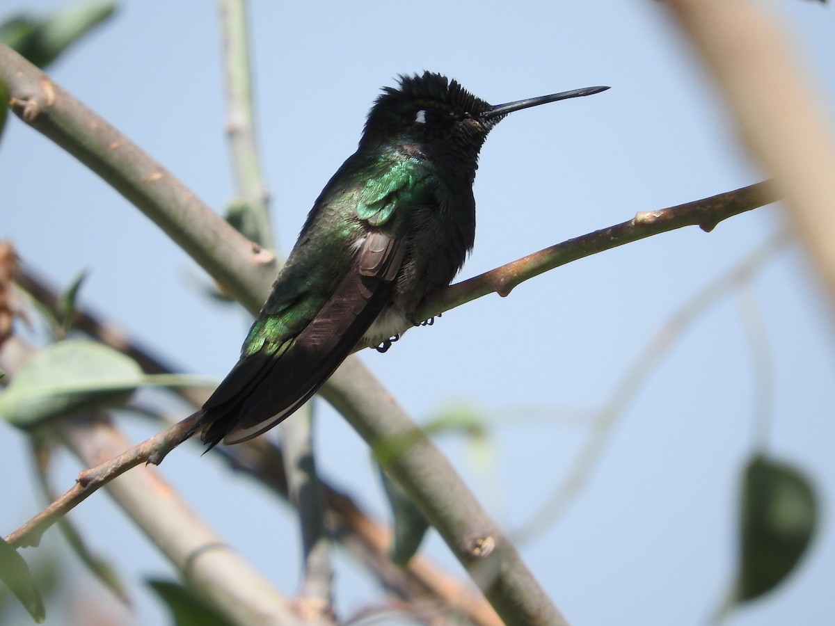 kolibřík skvostný - ML620521635