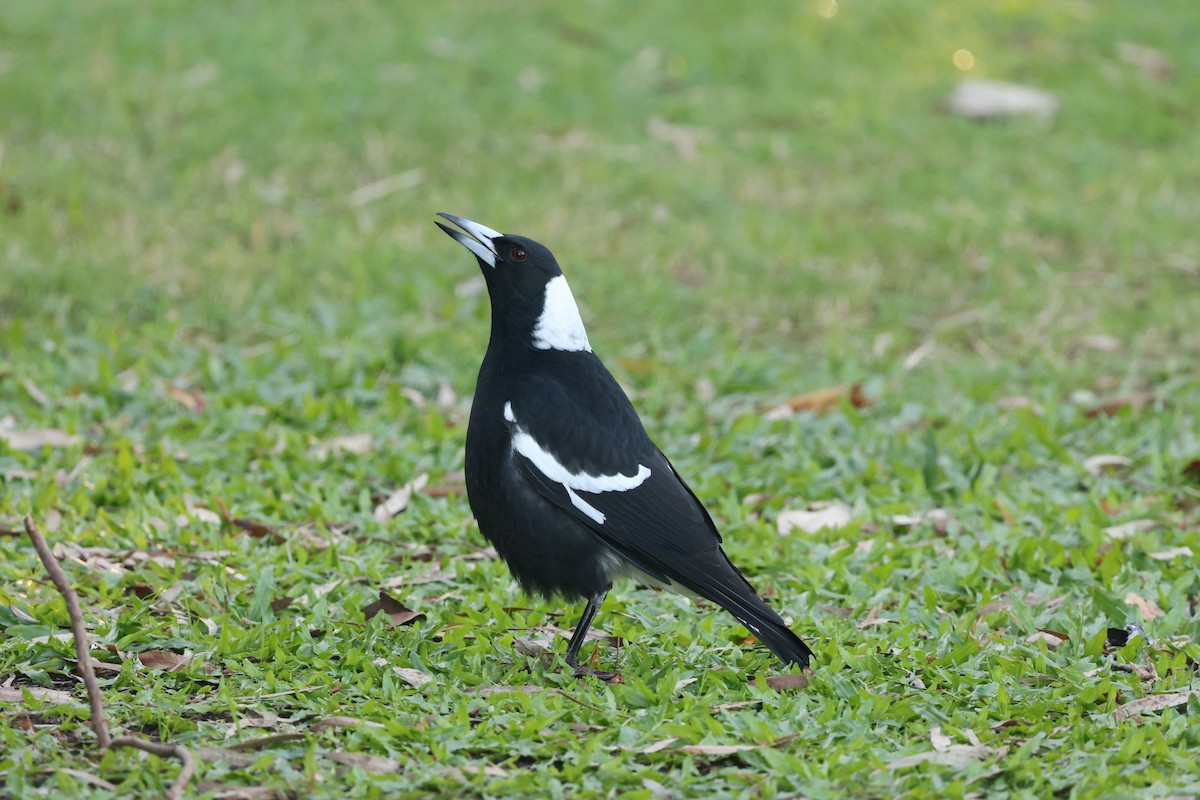 Australian Magpie - ML620521638