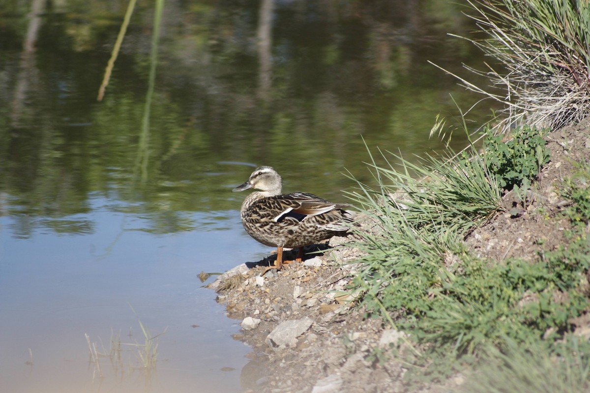 Mallard - ML620521642