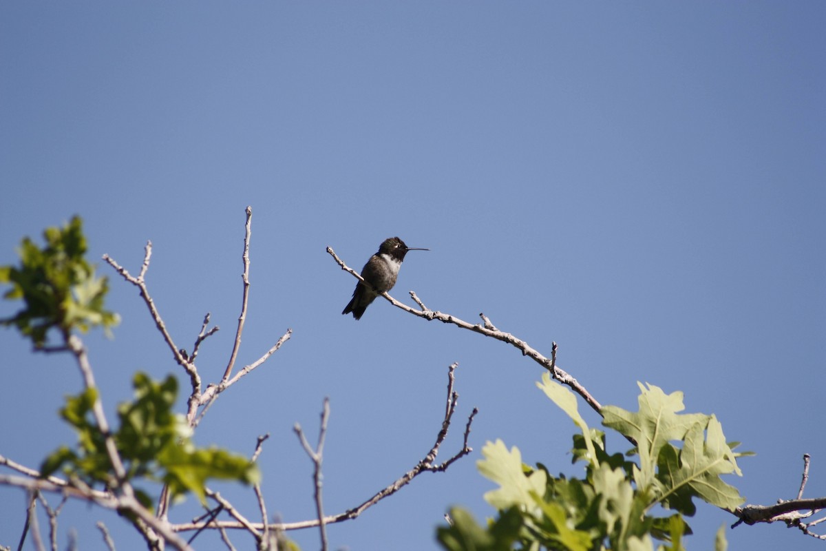 Black-chinned Hummingbird - ML620521655