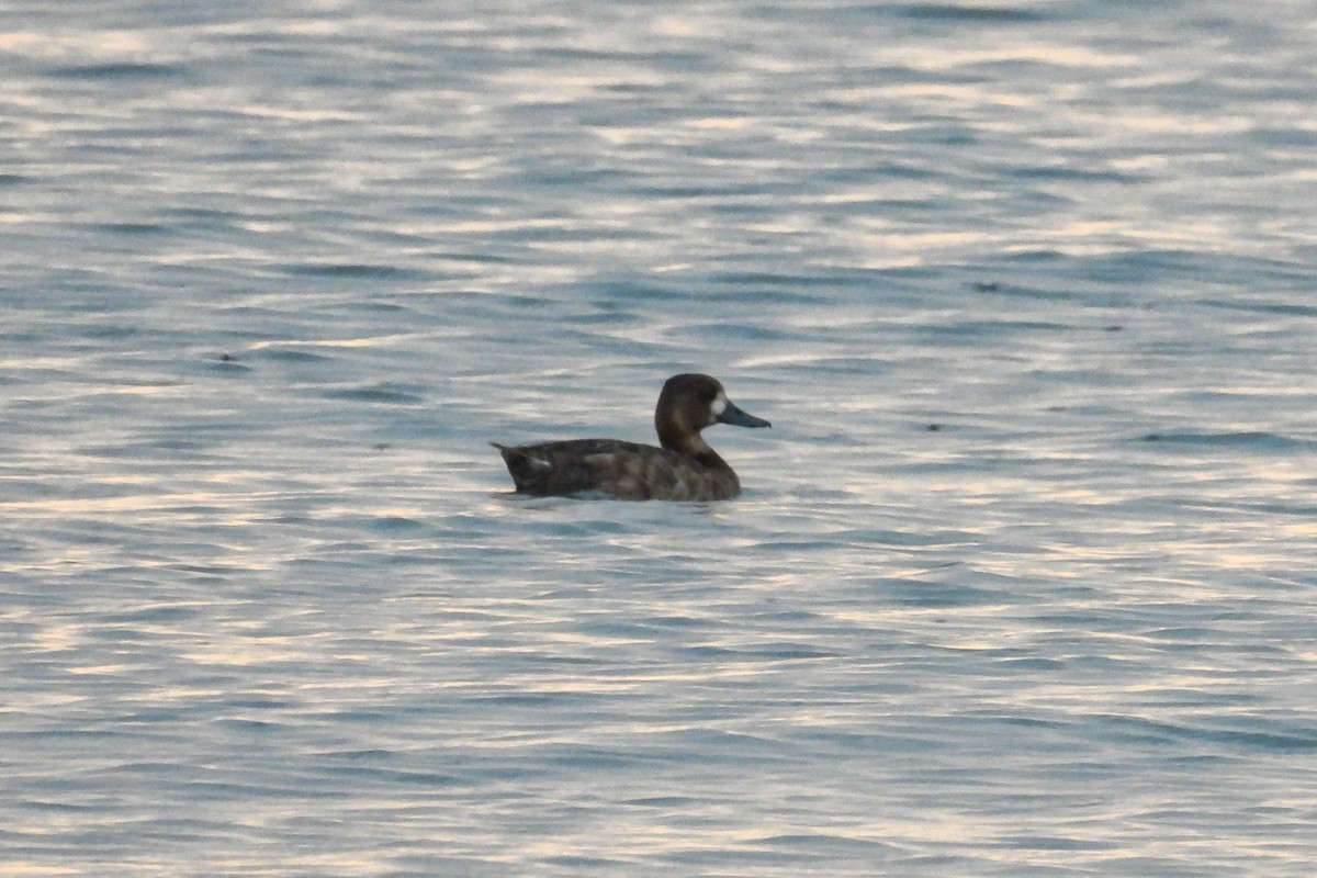 Lesser Scaup - ML620521657