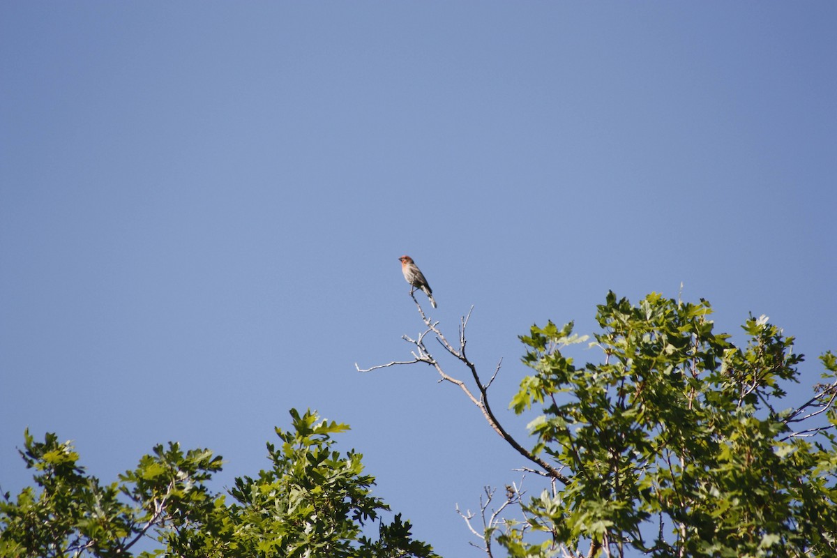 House Finch - ML620521665