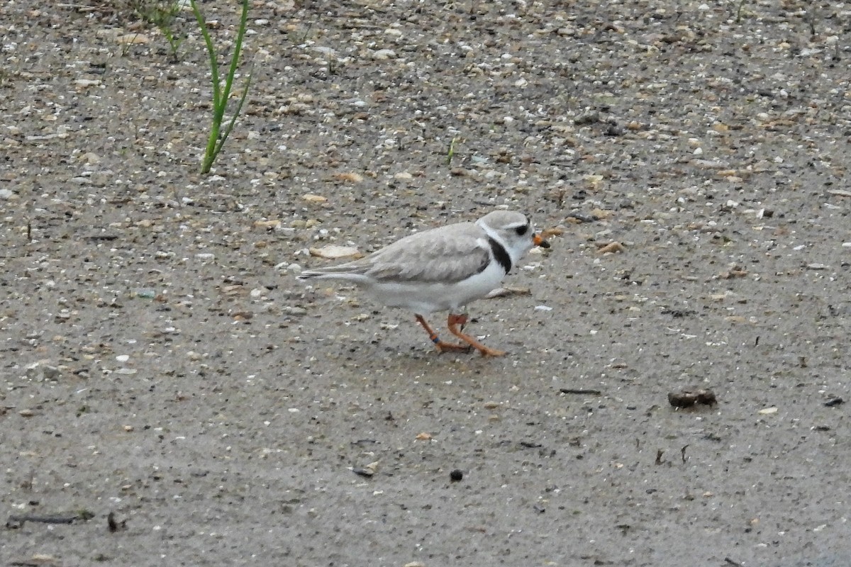 Piping Plover - ML620521666