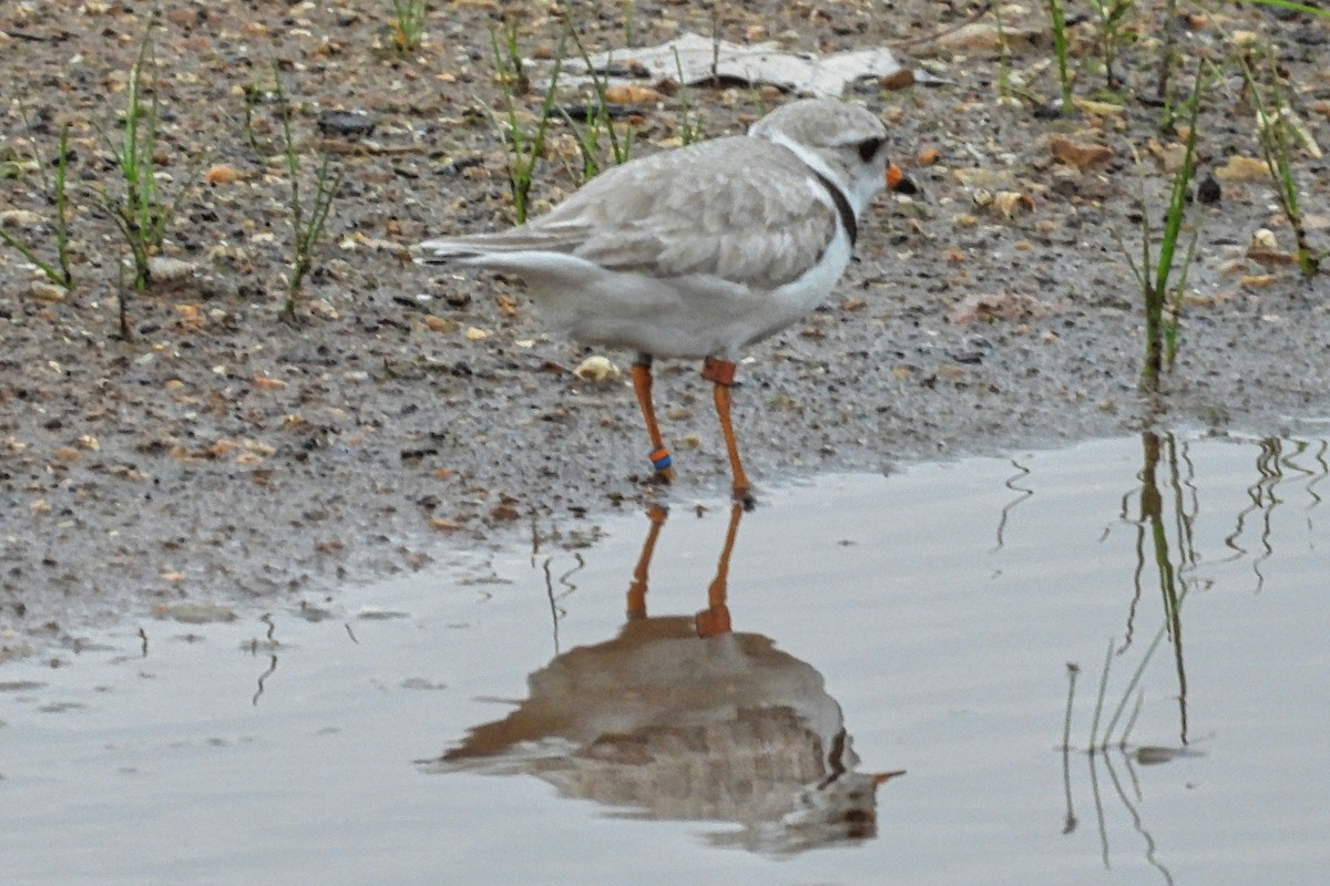 Piping Plover - ML620521668
