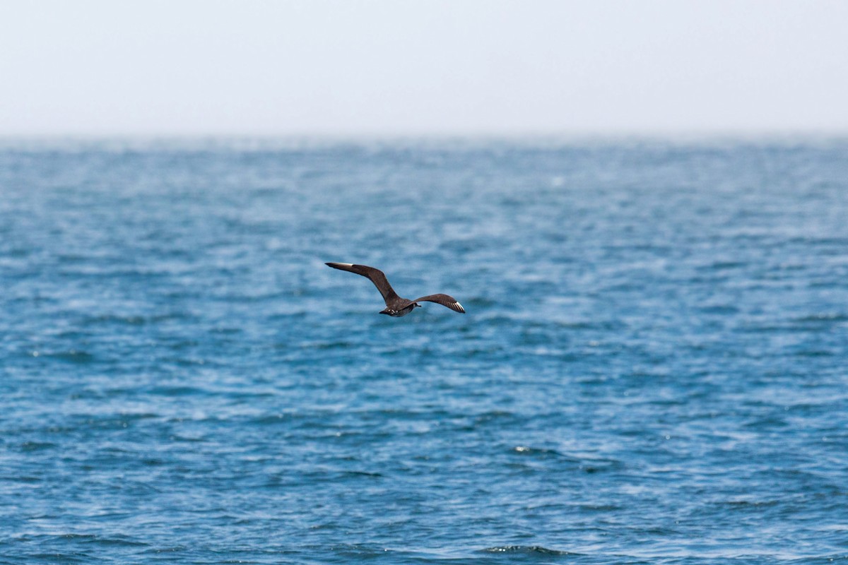 Pomarine Jaeger - William Clark