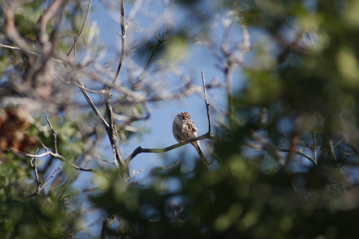 Chipping Sparrow - ML620521676