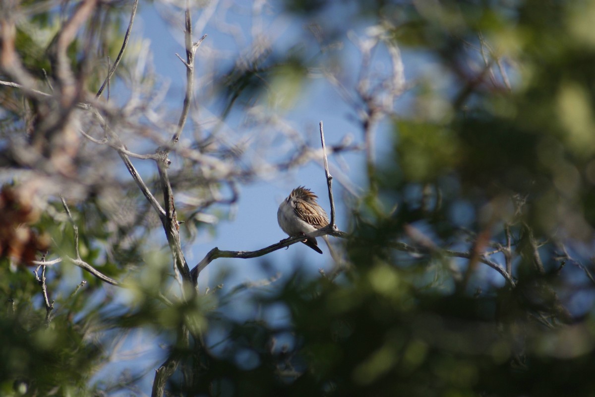 Chipping Sparrow - ML620521679