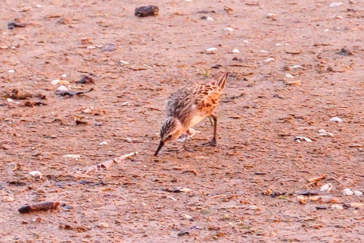 Semipalmated Sandpiper - ML620521682