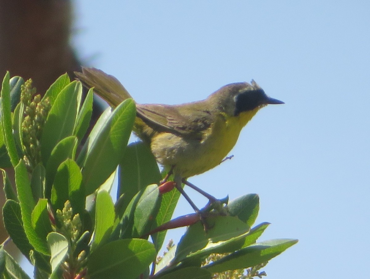 Common Yellowthroat - ML620521688