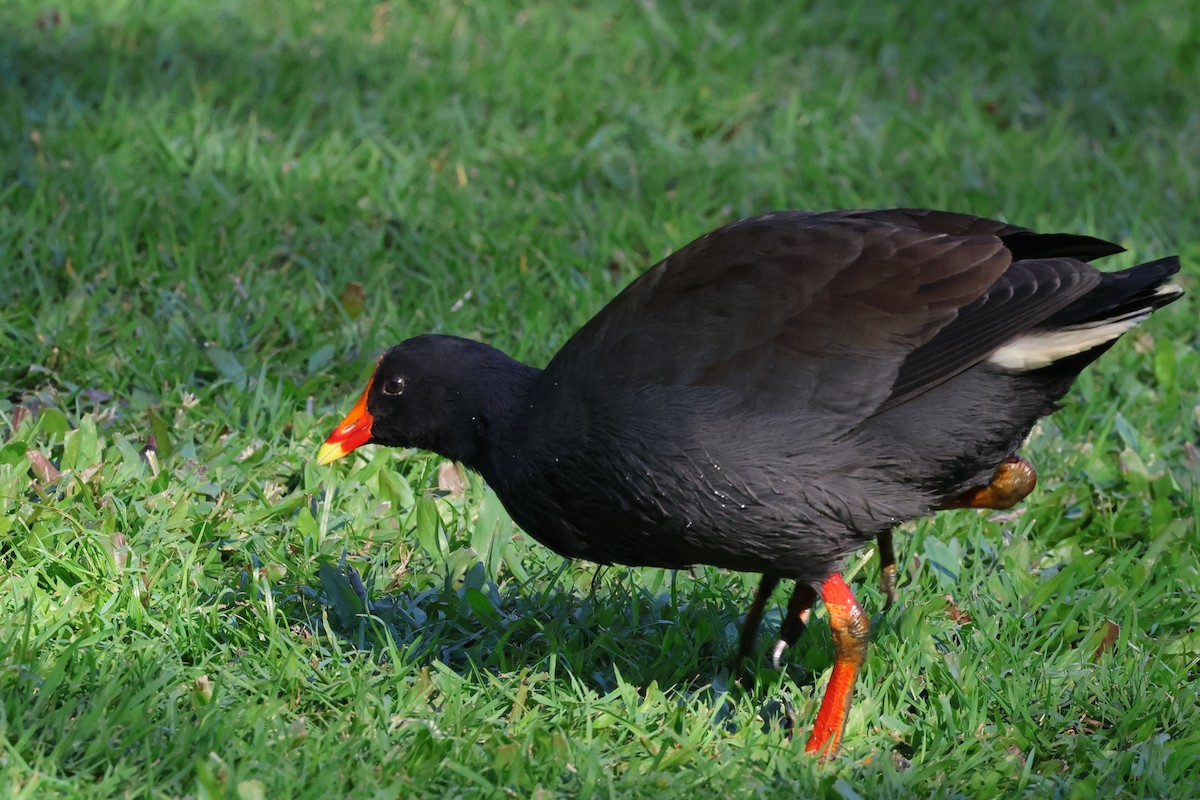 Dusky Moorhen - Dennis Devers