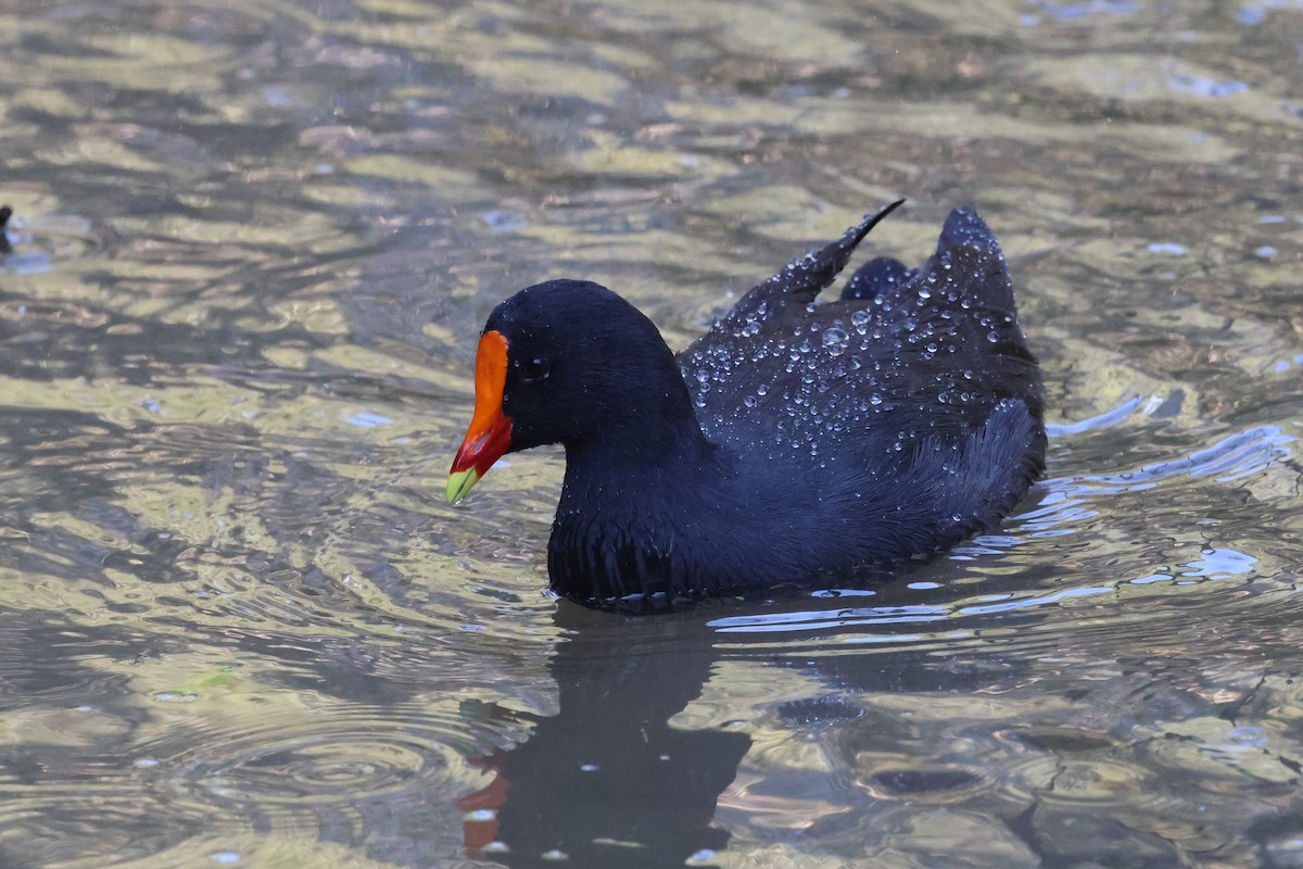 Dusky Moorhen - ML620521693